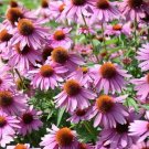 Coneflower Purple Flowers Easy To Grow Floral Garden 20 seeds