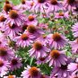 Coneflower Purple Flowers Easy To Grow Floral Garden 20 seeds