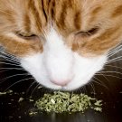 Catnip Herb Cat Nip Flowers Easy To Grow Floral Garden 20 seeds