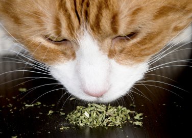 Catnip Herb Cat Nip Flowers Easy To Grow Floral Garden 20 seeds