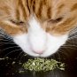 Catnip Herb Cat Nip Flowers Easy To Grow Floral Garden 20 seeds