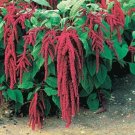 Love Lies Bleeding Red Flowers Easy To Grow Floral Garden 20 seeds