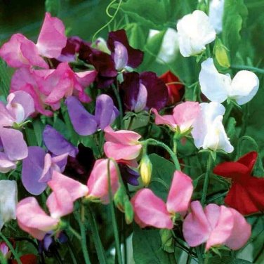 Sweet Pea Mixed Colors Flowers Easy To Grow Floral Garden 10 seeds