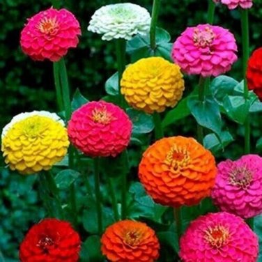 Zinnia Mixed Colors Flowers Easy To Grow Garden 25+ seeds