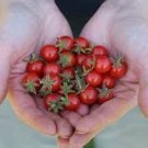 Rosie Tomato Sweet Cherry Vegetable Garden Planting Tomatoes Usa 50+ seeds