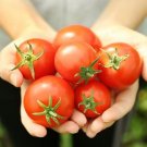 Southern Berry Tomato Vegetable Garden Planting Tomatoes Usa 50+ seeds