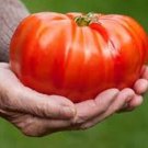 Country Fair Tomato Vegetable Garden Planting Tomatoes Usa 50+ seeds