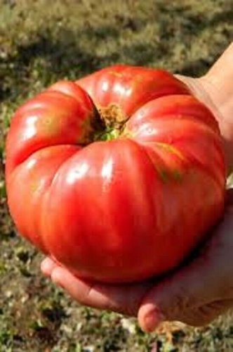 Grampa'S Pick Tomato Vegetable Garden Planting Tomatoes Usa 50+ seeds