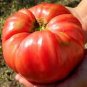 Grampa'S Pick Tomato Vegetable Garden Planting Tomatoes Usa 50+ seeds