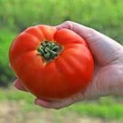 Sweet Success Tomato Vegetable Garden Planting Tomatoes Usa 50+ seeds