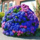 Blue Pink & Purple Hydrangea Seed Flower Perennial 25 seeds