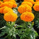 Orange Marigold Flowers Easy To Grow Garden 25+ seeds