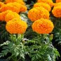 Orange Marigold Flowers Easy To Grow Garden 25+ seeds