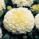 White Marigold Flowers Easy To Grow Garden 25+ seeds