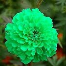 Green  Marigold Flowers Easy To Grow Garden 25+ seeds