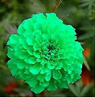 Green  Marigold Flowers Easy To Grow Garden 25+ seeds