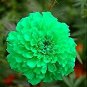 Green  Marigold Flowers Easy To Grow Garden 25+ seeds