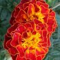 Red Marigold Flowers Easy To Grow Garden 25+ seeds