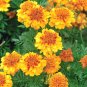 Yellow French Marigold Flowers Easy To Grow Garden 25+ seeds
