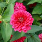 Pink Marigold Flowers Easy To Grow Garden 25+ seeds