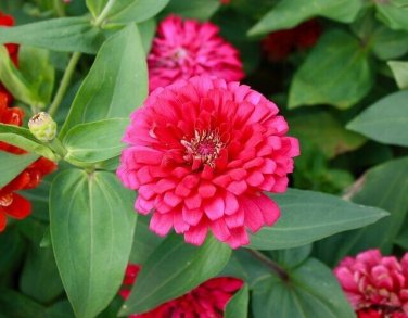 Pink Marigold Flowers Easy To Grow Garden 25+ seeds