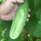 White Spine Cucumber Hybrid Cukes Planting Vegetable  25 seeds
