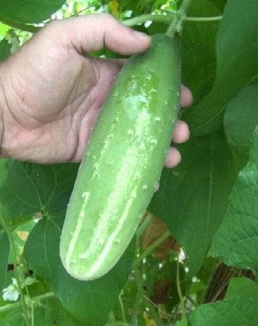 White Spine Cucumber Hybrid Cukes Planting Vegetable  25 seeds