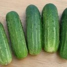 Smr 58 Cucumber Hybrid Cukes Planting Vegetable  25 seeds