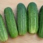 Smr 58 Cucumber Hybrid Cukes Planting Vegetable  25 seeds