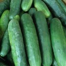 Early Fortune Cucumber Hybrid Cukes Planting Vegetable  25 seeds