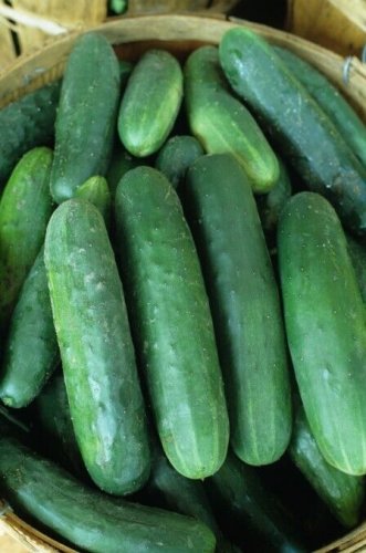 Early Fortune Cucumber Hybrid Cukes Planting Vegetable  25 seeds