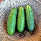 Smart Pickle Cucumber Hybrid Cukes Planting Vegetable  25 seeds