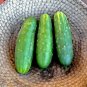 Smart Pickle Cucumber Hybrid Cukes Planting Vegetable  25 seeds