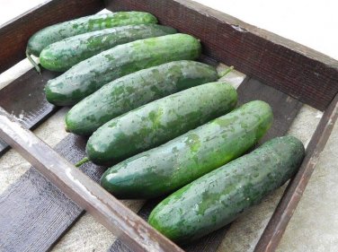 Turbo Cucumber Hybrid Cukes Planting Vegetable  25 seeds
