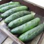 Turbo Cucumber Hybrid Cukes Planting Vegetable  25 seeds