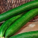 Tasty Green Cucumber Hybrid Cukes Planting Vegetable  25 seeds