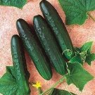 Speedway Cucumber Hybrid Easy Planting Vegetable  25 seeds