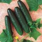 Speedway Cucumber Hybrid Easy Planting Vegetable  25 seeds