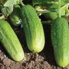 Pioneer Cucumber Hybrid Easy Planting Vegetable  25 seeds