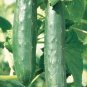 Green Knight Cucumber Hybrid Easy Planting Vegetable  25 seeds