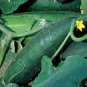 Early Triumph Cucumber Hybrid Easy Planting Vegetable  25 seeds