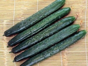 Burpless 26 Cucumber Hybrid Easy Planting Vegetable  25 seeds
