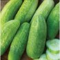 Burpee Pickler Cucumber Hybrid Easy Planting Vegetable  25 seeds