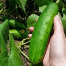 Poinsett 76 Cucumber Hybrid Easy Planting Vegetable  25 seeds