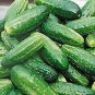 Regal Cucumber Hybrid Easy Planting Vegetable  25 seeds