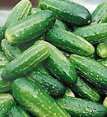 Bush Pickle Cucumber Hybrid Easy Planting Vegetable  25 seeds