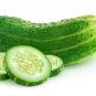 Ashley Cucumber Hybrid Easy Planting Vegetable  25 seeds