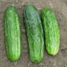 National Cucumber Hybrid Easy Planting Vegetable  25 seeds