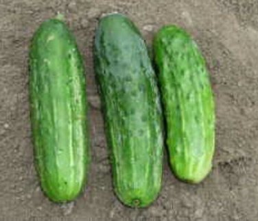 National Cucumber Hybrid Easy Planting Vegetable  25 seeds