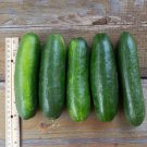 Super Zagross Cucumber Hybrid Easy Planting Vegetable  25 seeds